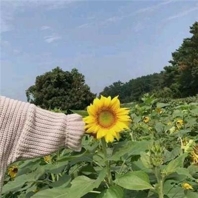 倒霉熊奇幻大冒险内购破解版下载